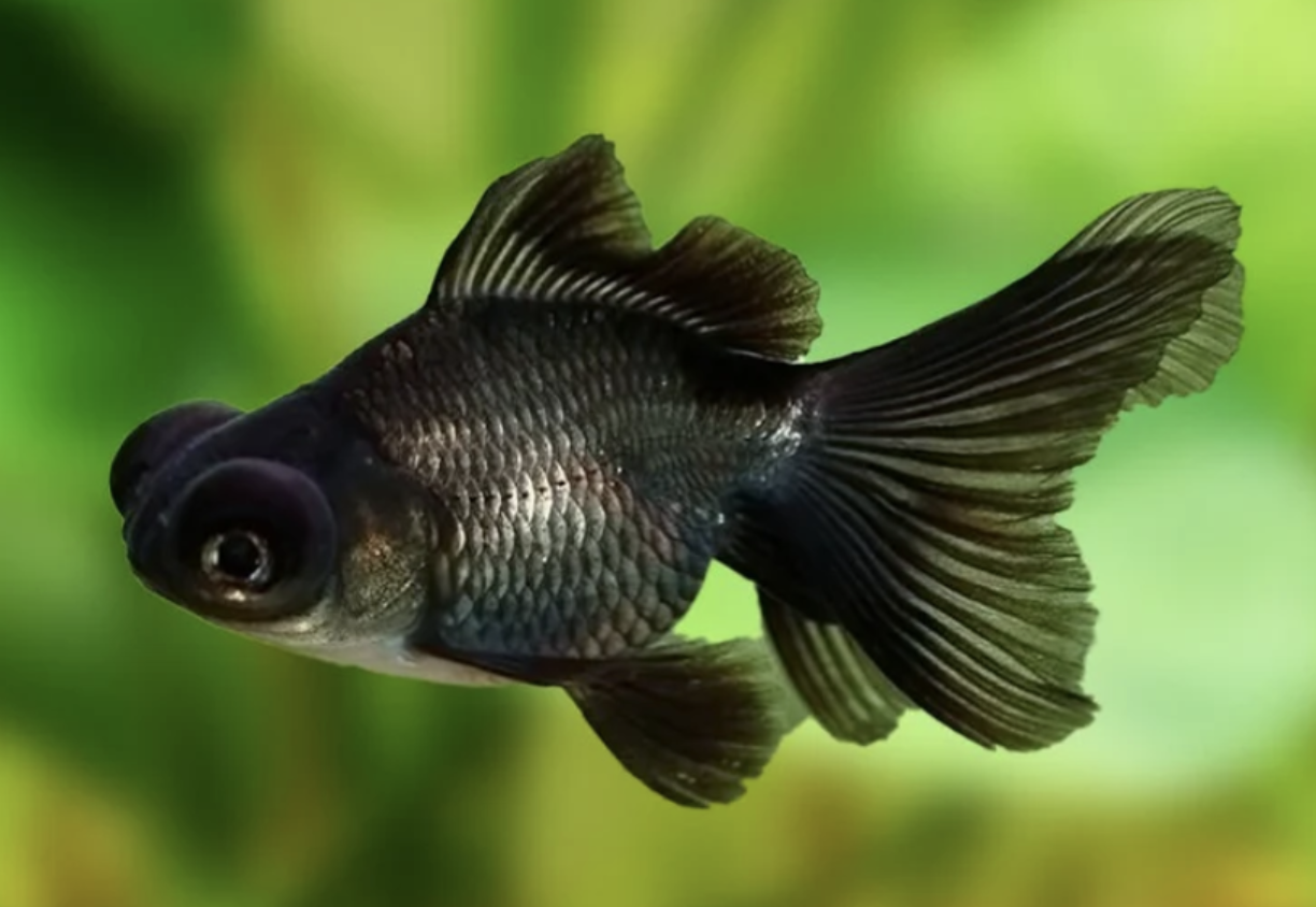pesce black moor